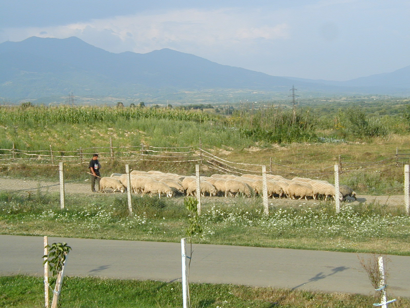 The orphanage's own flock of sheep.